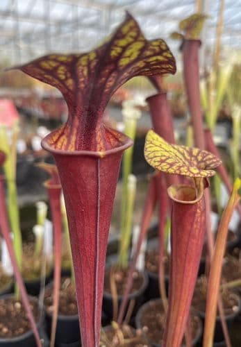 SF24 Sarracenia flava var rubricorpra