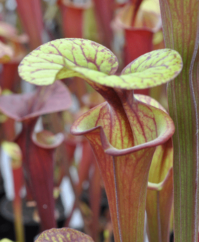 Sarracenia flava rubricorpra Holley, N.Florida | North American Pitcher Plant
