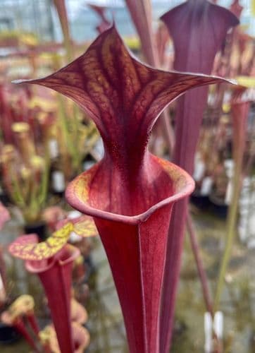 SF47 Sarracenia flava var ornata