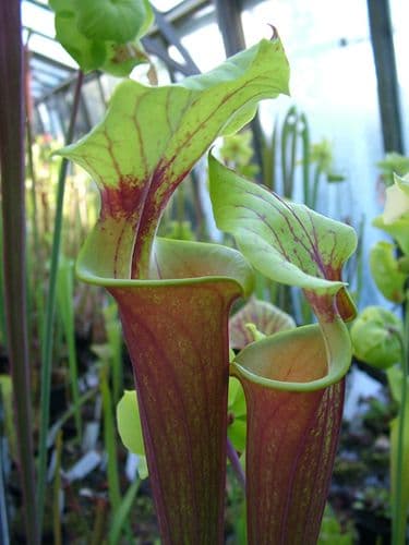 SF5443 Sarracenia flava var rubricorpra Apalachacola Small