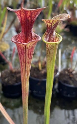 SF631A Sarracenia flava var atropurpurea