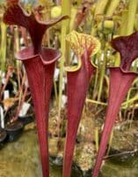 SF66 Sarracenia flava var rubricorpra