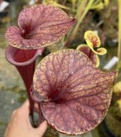 SF66 Sarracenia flava var rubricorpra
