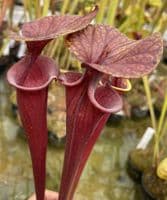 SF66 Sarracenia flava var rubricorpra