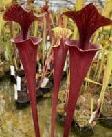SF66 Sarracenia flava var rubricorpra