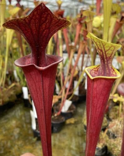 SF66 Sarracenia flava var rubricorpra