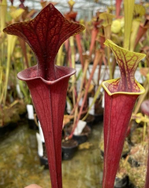 SF66 Sarracenia flava var rubricorpra