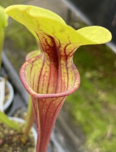 SF77 Sarracenia flava Short Form