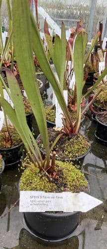 SF916 Sarracenia flava var flava