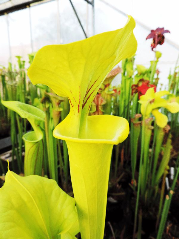 SF94 S.flava 'Goldie'