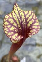 SF943  Sarracenia flava var atropurpurea