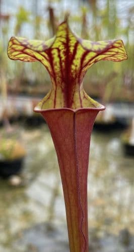 SF943 Sarracenia flava var atropurpurea