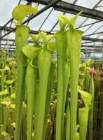 SFX01 S. flava var maxima cv James Wong