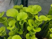 SFX01 S. flava var maxima cv James Wong