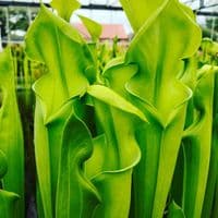 SFX01 S. flava var maxima cv James Wong