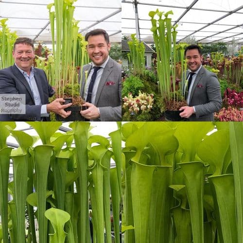 SFX01 S. flava var maxima cv James Wong