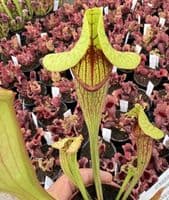 SFX03 Sarracenia cv Fon