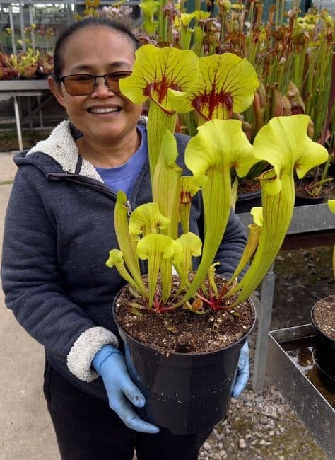 SFX03 Sarracenia cv Fon