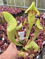 SFX03 Sarracenia cv Fon