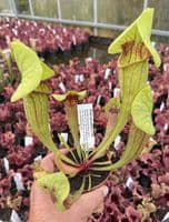 SFX03 Sarracenia cv Fon