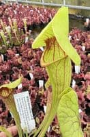 SFX03 Sarracenia cv Fon