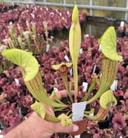 SFX03 Sarracenia cv Fon
