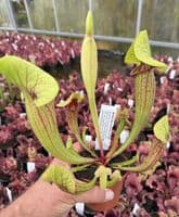 SFX03 Sarracenia cv Fon