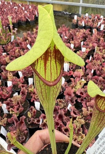 SFX03 Sarracenia cv Fon