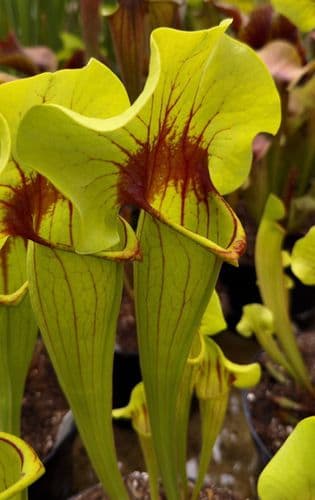 SFX03 Sarracenia cv Fon