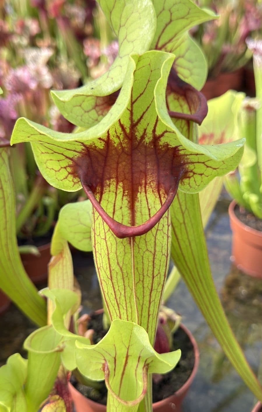 sfx03-sarracenia-cv-fon-xl-