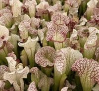 SFX05 Sarracenia cv. Dave