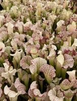 SFX05 Sarracenia cv. Dave