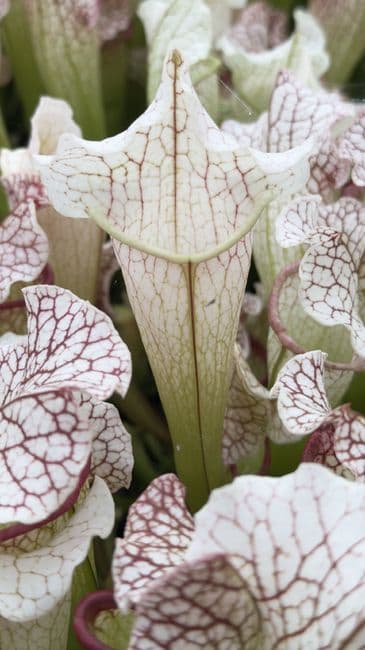 SFX05 Sarracenia cv. Dave
