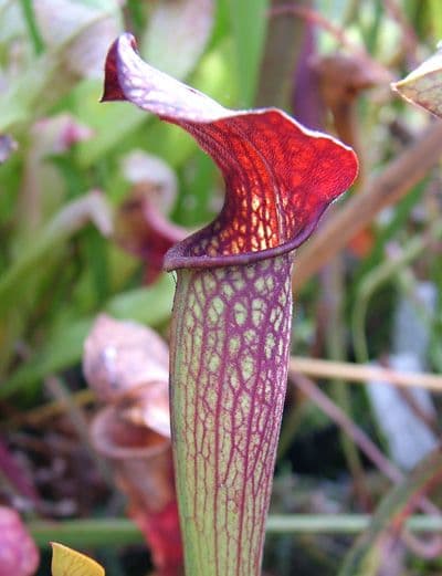 S.X Ahlesii | North American Pitcher Plant