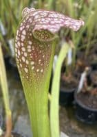 S.x Excellens | North American Pitcher Plant
