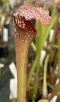 S.x Excellens | North American Pitcher Plant