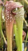 S.x Excellens | North American Pitcher Plant