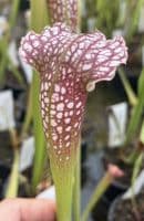S.x Excellens | North American Pitcher Plant