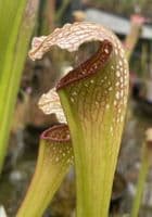 S.x Excellens | North American Pitcher Plant