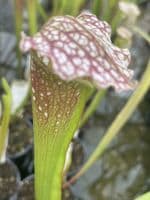 S.x Excellens | North American Pitcher Plant