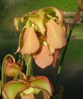 S.x Excellens | North American Pitcher Plant