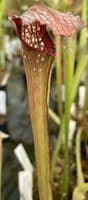 S.x Excellens | North American Pitcher Plant