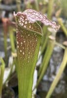 S.x Excellens | North American Pitcher Plant