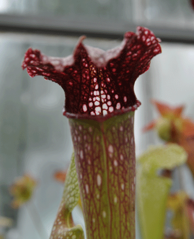 S.x Excellens | North American Pitcher Plant