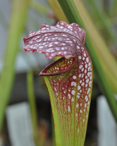 SH006 Sarracenia x Excellens