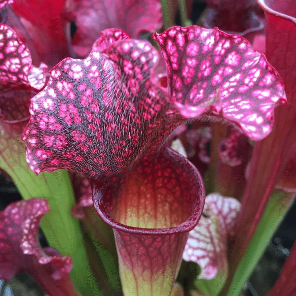 S. CV Judith Hindle | North American Pitcher Plant