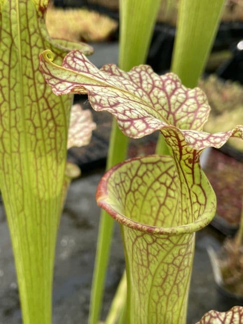S.x Moorei | North American Pitcher Plant