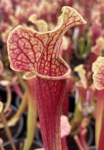 SH009 (S. x moorei) x (S. x mitchelliana)