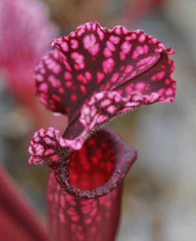 SH010 Sarracenia 'Dutch Stevens'