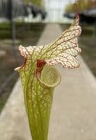 SH01000 S.x moorei Gulf coast